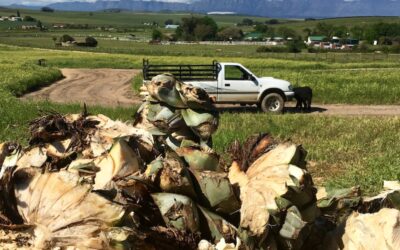 Mezcal, tequila & agave spirit: what’s the diffs?